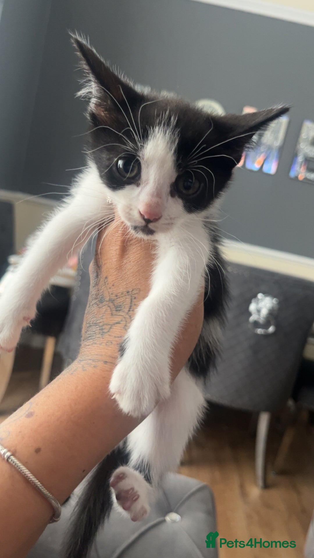 American Shorthair cats for sale: Unique markings tuxedo and all black kittens  - Image 5