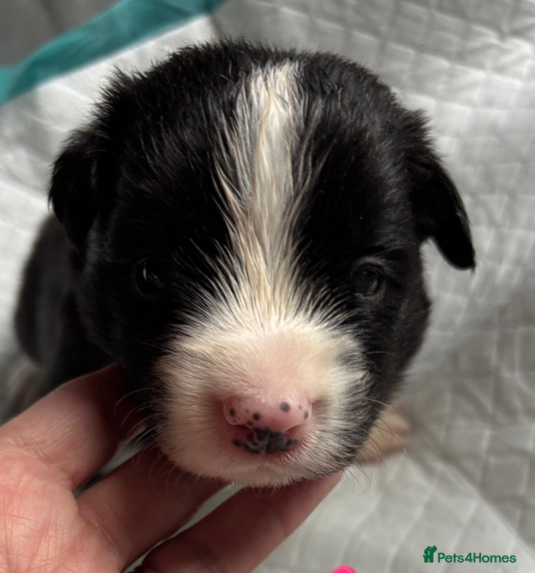 Border Collie dogs for sale:  Long Haired KC Reg Border Collie puppies for sale - Image 14