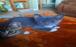 Mixed Breed cats for sale: 3 BEAUTIFUL KITTENS 😸 AVAILABLE STRAIGHT AWAY  - Advert 17