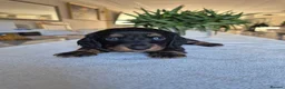 Miniature Dachshund dogs for sale: Beautiful Miniature Dachshund Puppies!💙💙♥️♥️♥️ - Advert 7