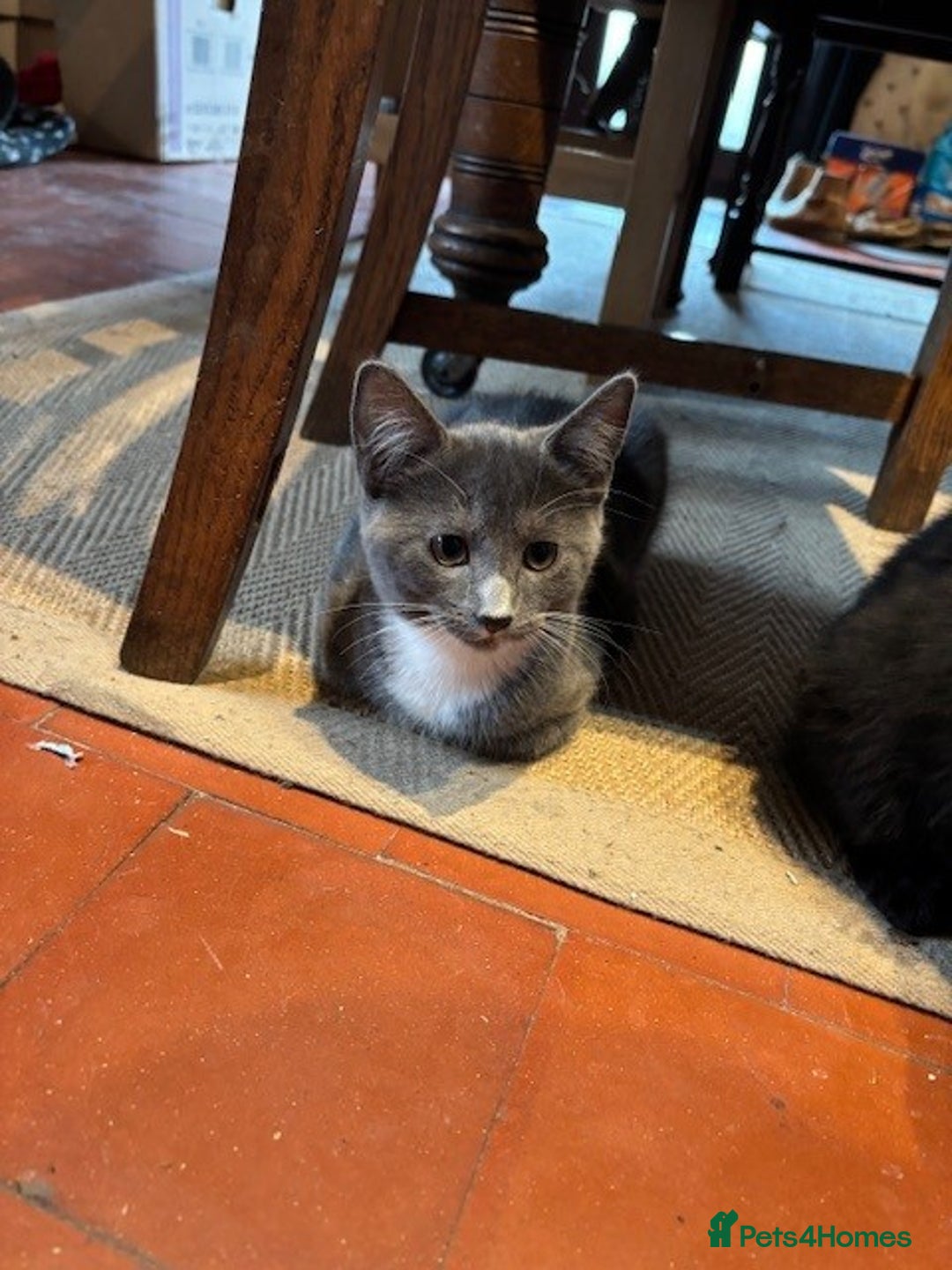 Domestic Shorthair cats for sale: 4 kittens, ready to go - Image 6