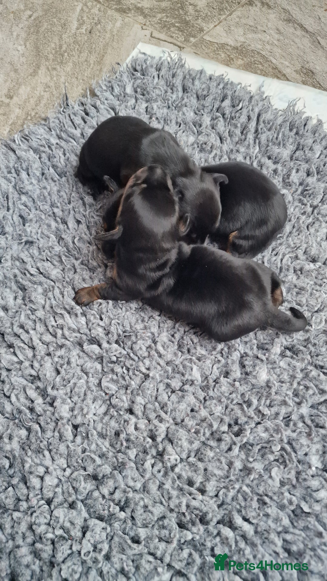 Miniature Dachshund dogs for sale: Beautiful Pedigree Minature Dachshunds Black & Tan - Advert 5