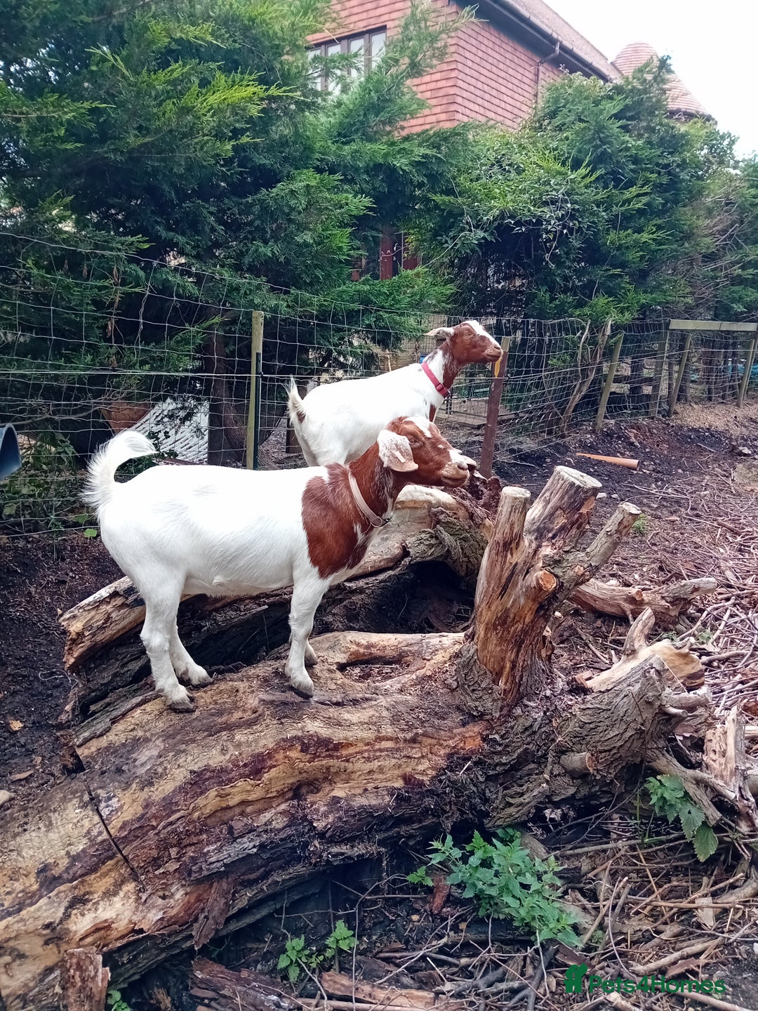Goats livestock for sale: Boer goat x nannies and pygmy Billy  - Image 3