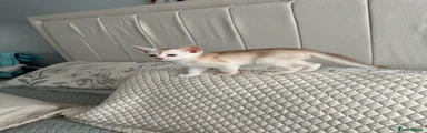 Abyssinian 1