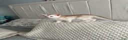Abyssinian cats for sale: Silver Abyssinian kittens  - Advert 33