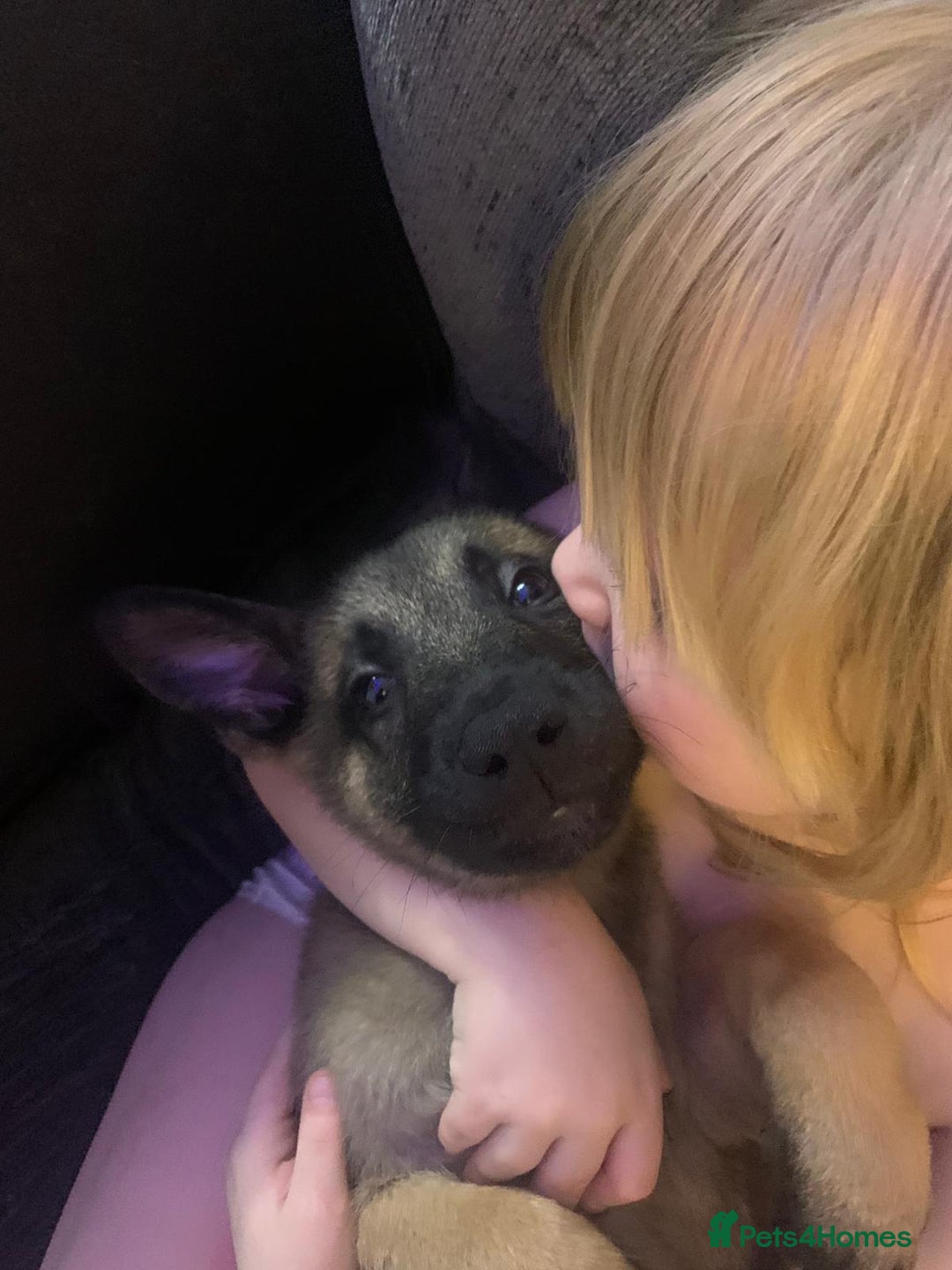 Belgian Shepherd Dog dogs for sale: 2 beautiful 8 week old Belgian shepherd dog - Advert 10