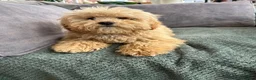 Mixed Breed dogs for sale: Australian Labradoodle cavapoo boy stunning ⭐️  - Advert 4
