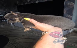 Chihuahua dogs for sale: Chihuahua blue boy - Image 3