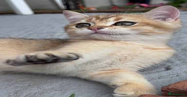 British Shorthair cats in Basildon - Advert 10