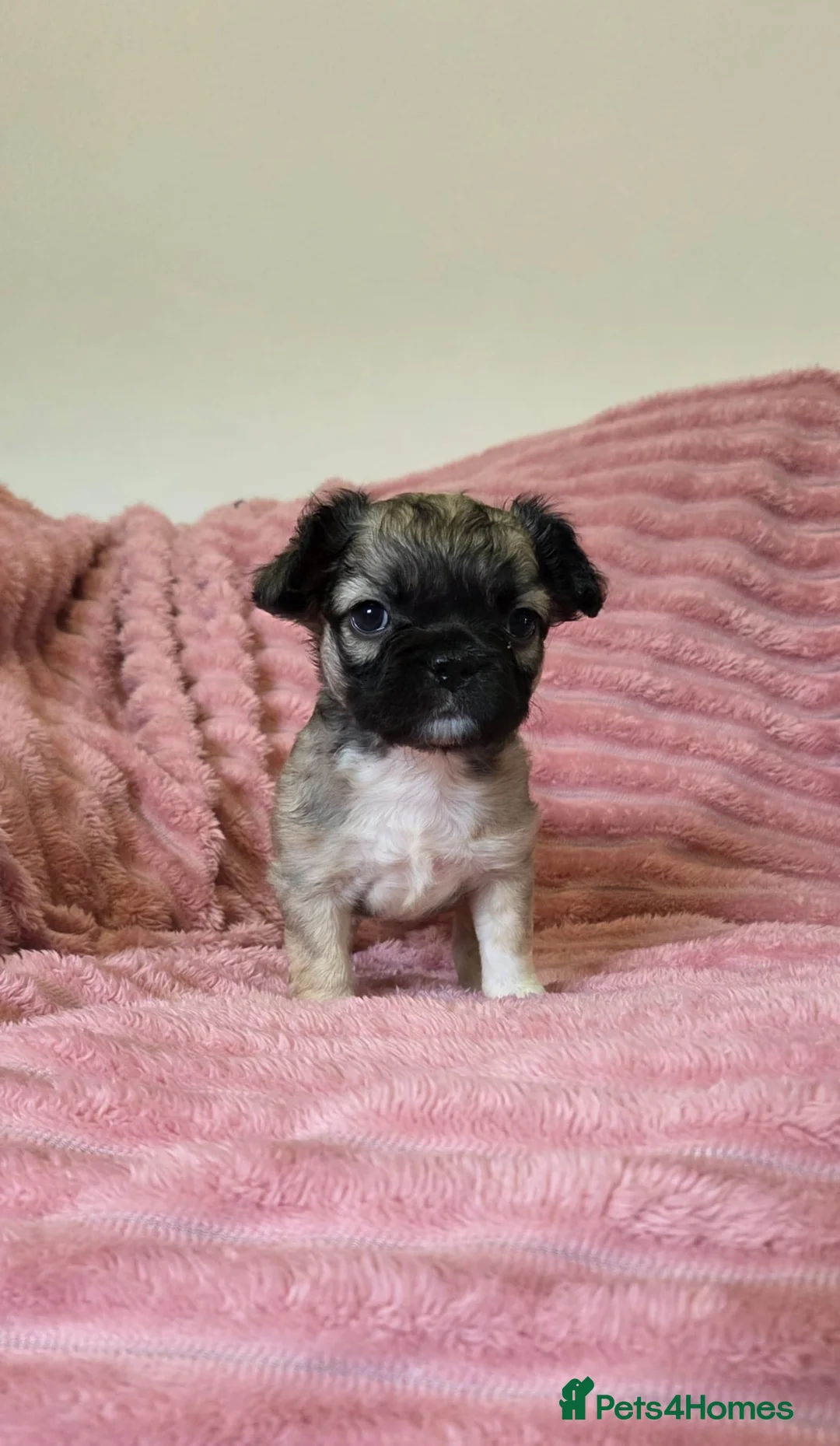 French Bulldog dogs for sale: Adorable fluffy floodle french bulldogs - Advert 4