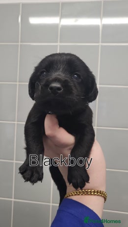 Cockerdor dogs 5 beautiful cockerdor puppies - Advert 4