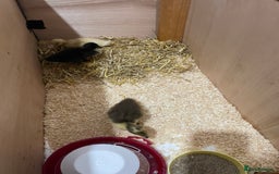 Mixed Breed birds for sale: Baby ducks  - Image 6