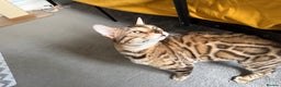 Bengal cats for sale: Exceptional Seal Sepia Bengal Queen  - Advert 3
