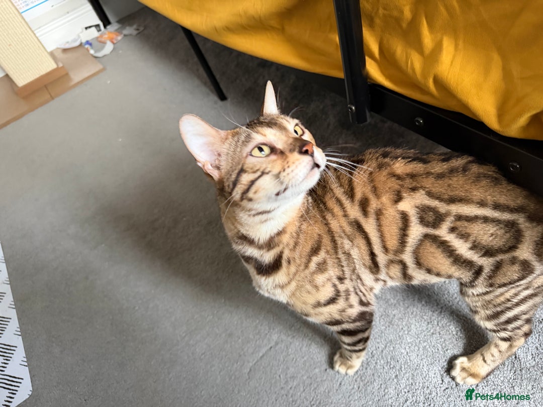 Bengal cats for sale: Exceptional Seal Sepia Bengal Queen  - Advert 3