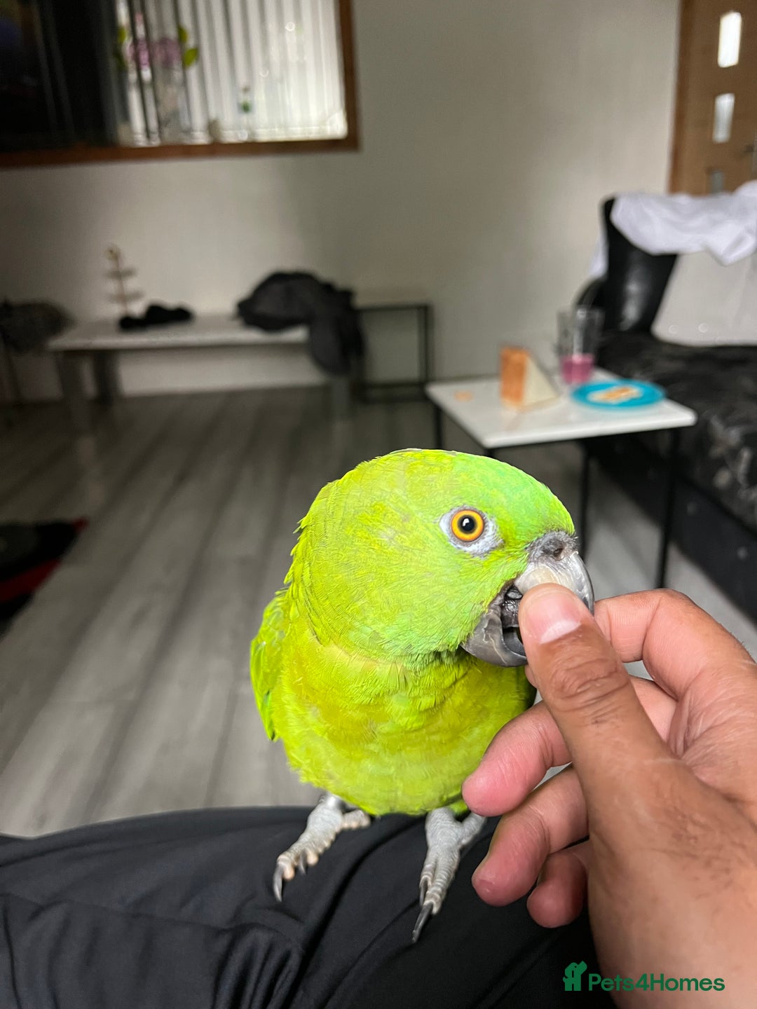 Parrots birds for sale: Beautiful baby yellow nape amazon - Image 5