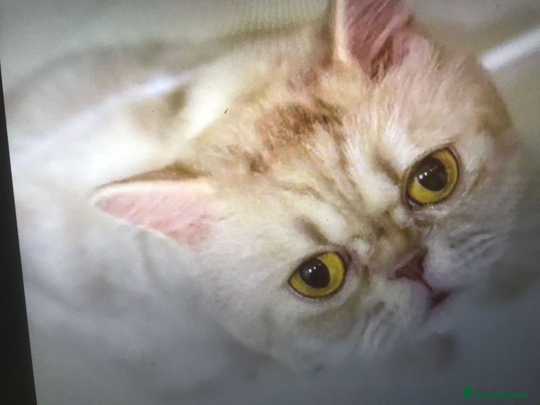 Mixed Breed cats for adoption: COCO - UNUSUAL EXOTIC MIX PERSIAN SPAYED GIRL - Advert 4