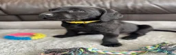 Labrador Retriever dogs for sale: KC Labrador Puppies - Advert 3