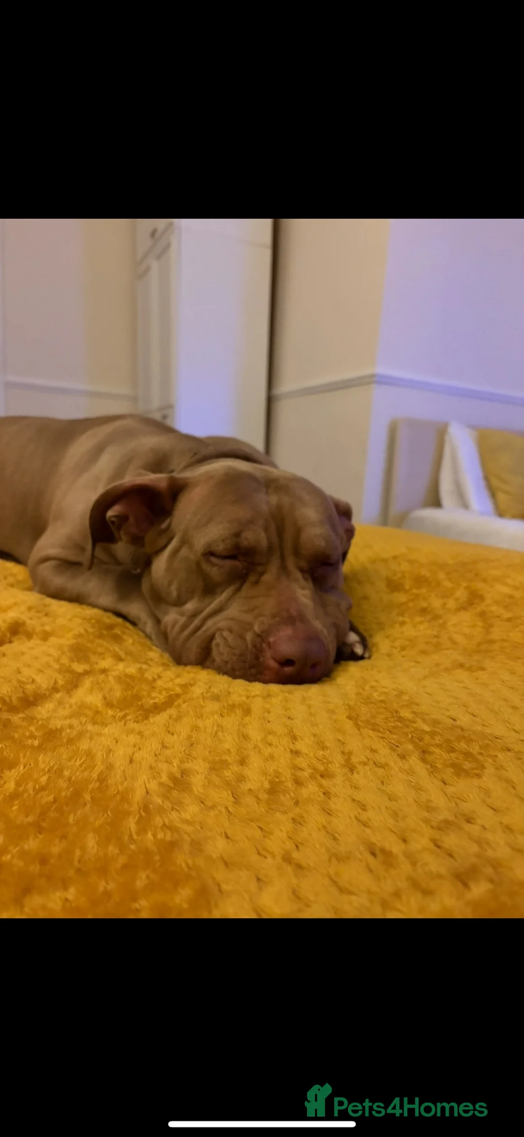 American Bully dogs for sale: american bully in Sale - Advert 3