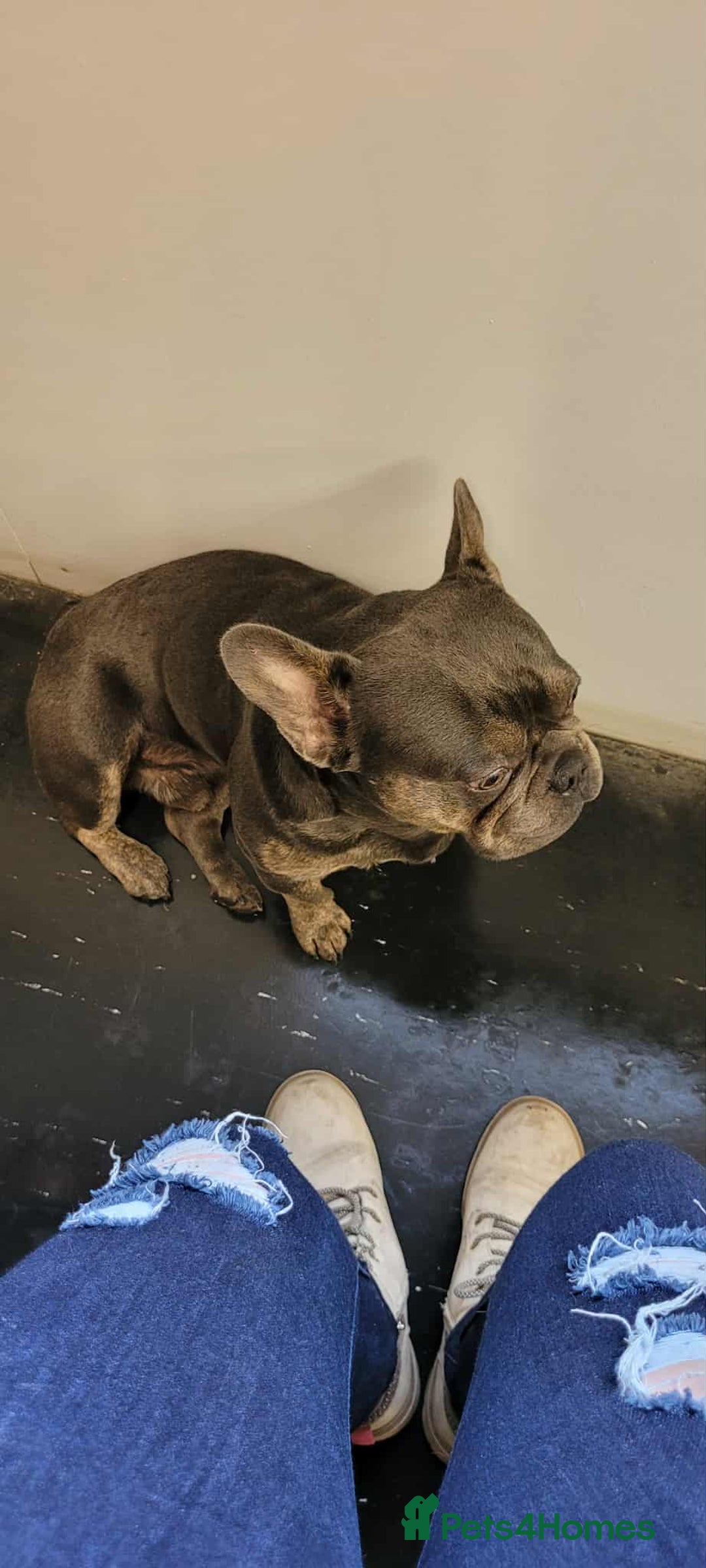 French Bulldog dogs for sale: Hugo  - Advert 2