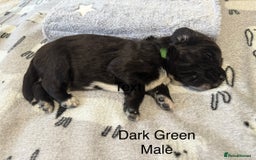 Mixed Breed dogs for sale: Beautiful Doberman X springer spaniel pups in Hawick - Image 13