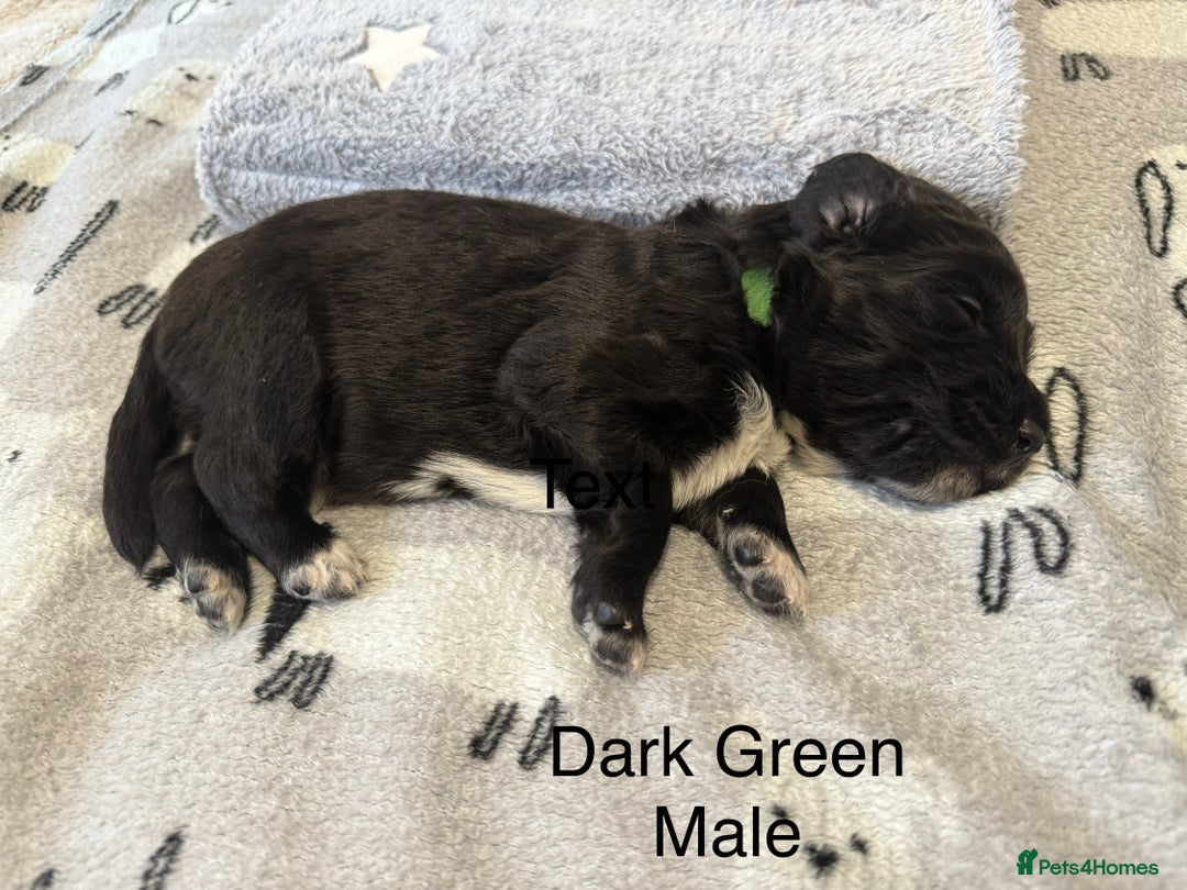 Mixed Breed dogs for sale: Beautiful Doberman X springer spaniel pups in Hawick - Image 13