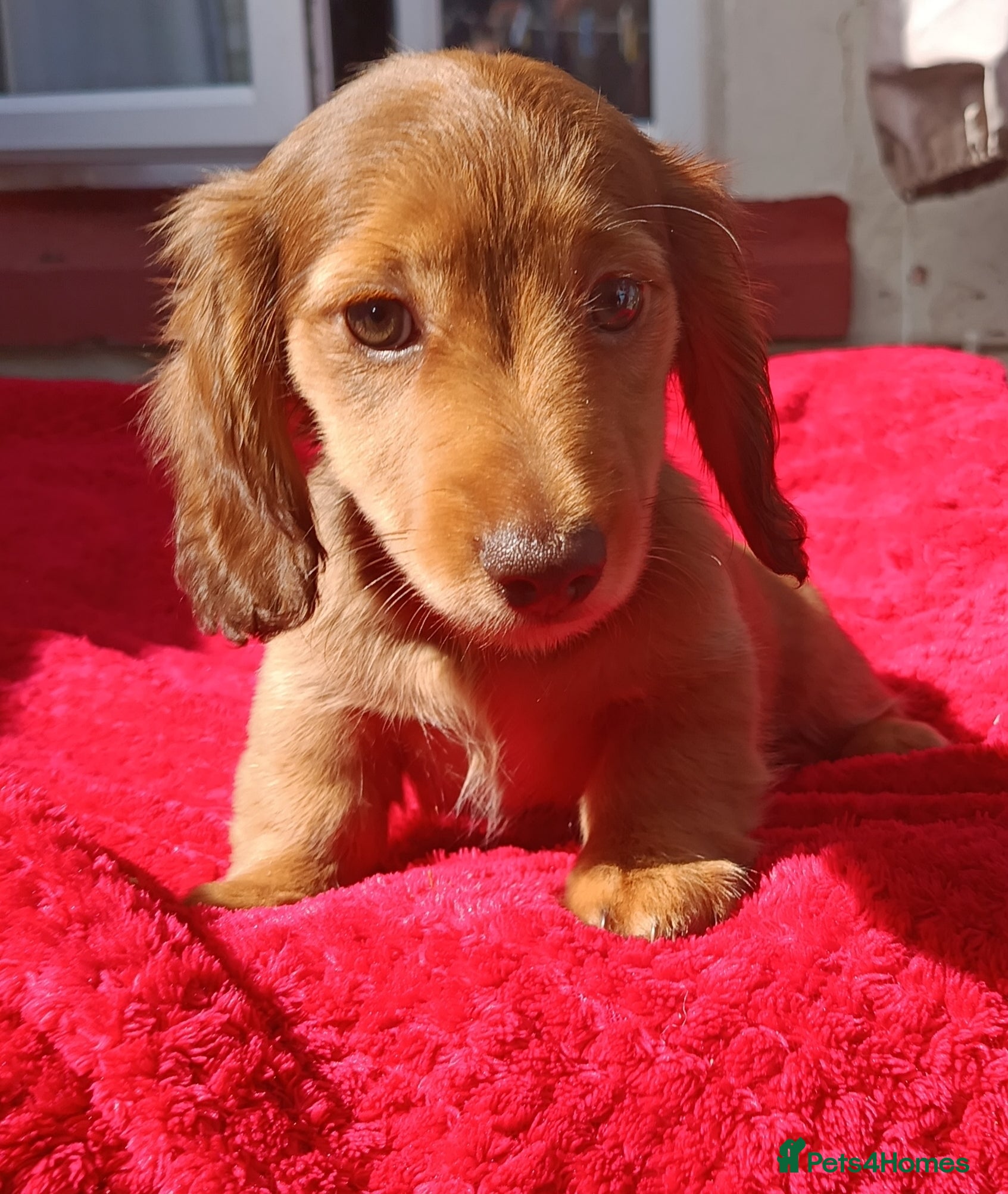 Miniature Dachshund dogs READY NOW LH SHADED CREAM MINI KC REG PRA CLEAR - Advert 1