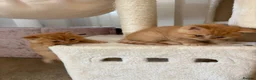 British Shorthair cats for sale: British Shorthair Kittens from Champion Parents  - Advert 10