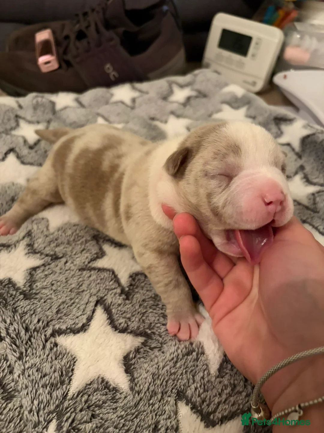 American Bully dogs for sale: Pocket Bullys - Advert 1