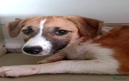 Mixed Breed dogs for adoption: 🐾 Rosie – a girl with a heart full of love 🐾 - Image 5