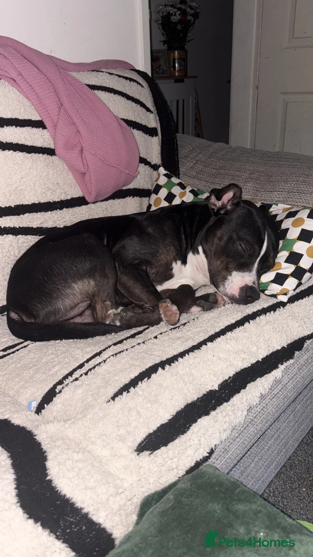 Staffordshire Bull Terrier dogs for sale: Staffordshire bull terrier for sale - Advert 1