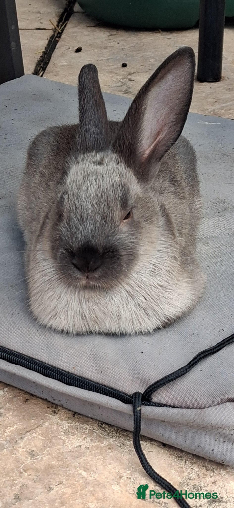 Mixed Breed rabbits  Havana Rex x English spot  - Advert 16