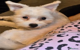 Maltese dogs for sale: Maltese puppy dog - Image 3