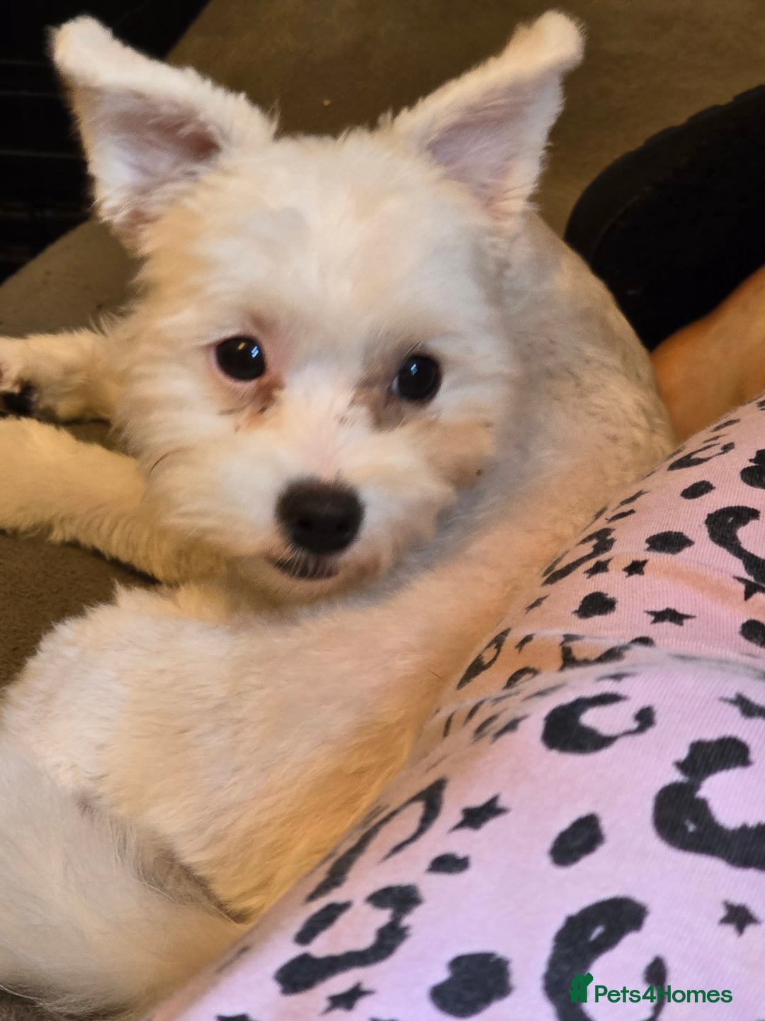Maltese dogs for sale: Maltese puppy dog - Image 3
