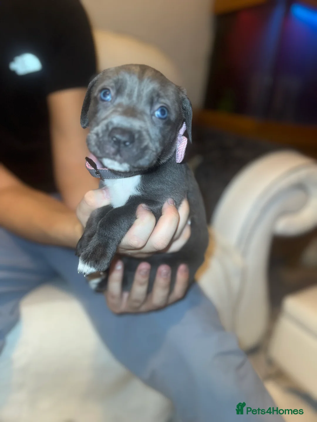 Cane Corso dogs for sale: Outstanding cane corso pups 🐶  - Advert 27