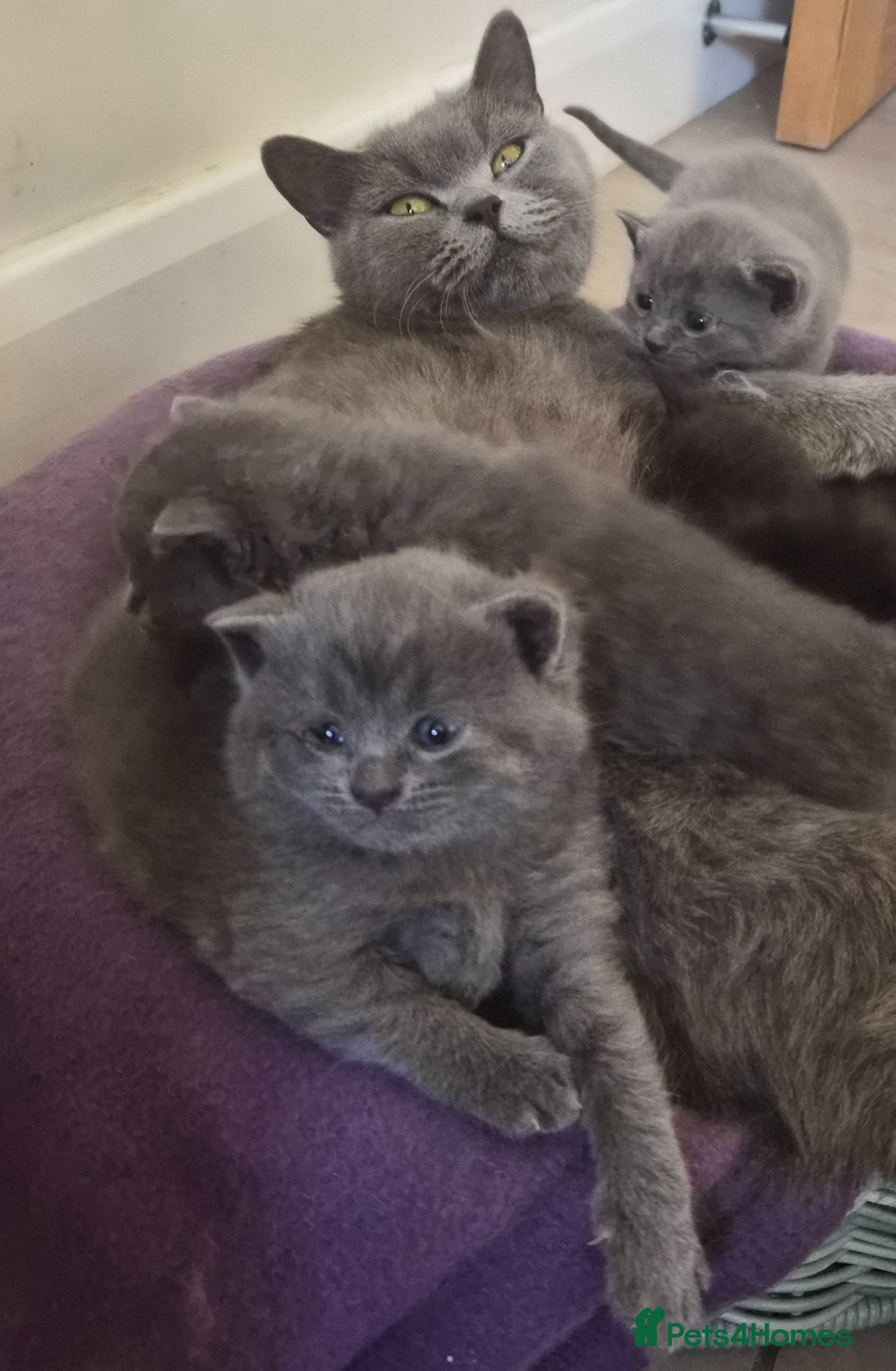 British Shorthair cats Beautiful British Shorthair Cross Kittens - Advert 11