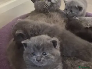 British Shorthair cats Beautiful British Shorthair Cross Kittens - Advert 1