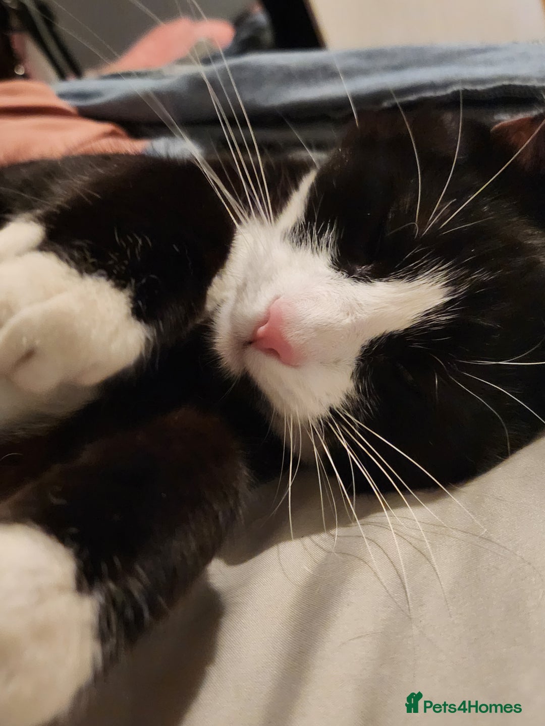 Domestic Shorthair cats for sale: Cute black & white cat for sale - Image 3