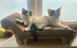 Domestic Shorthair cats for sale: Lovely funny little kittens  - Image 20