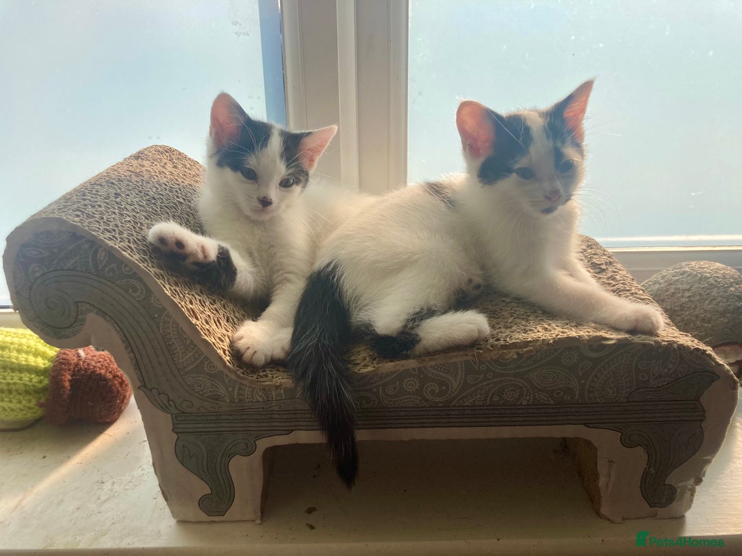 Domestic Shorthair cats for sale: Lovely funny little kittens  - Image 20