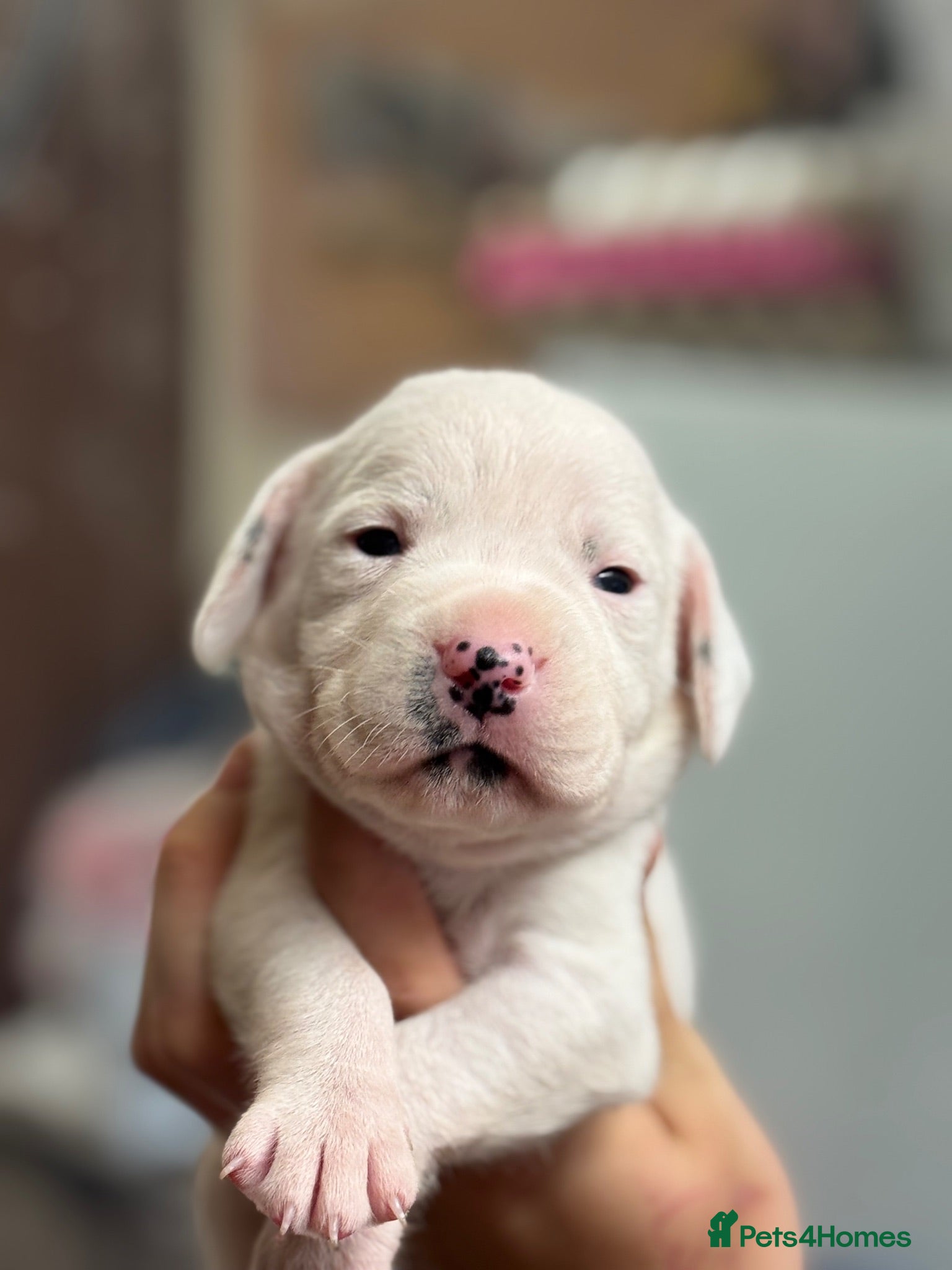 Mixed Breed dogs Staffordshire x springer  - Advert 2