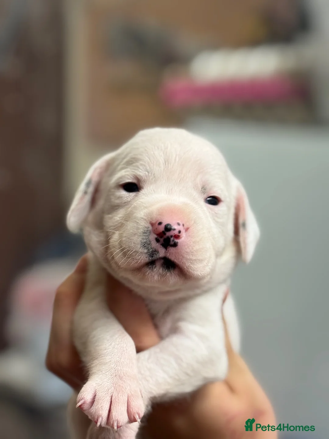 Mixed Breed dogs for sale: Staffordshire x springer  in Newark - Advert 1