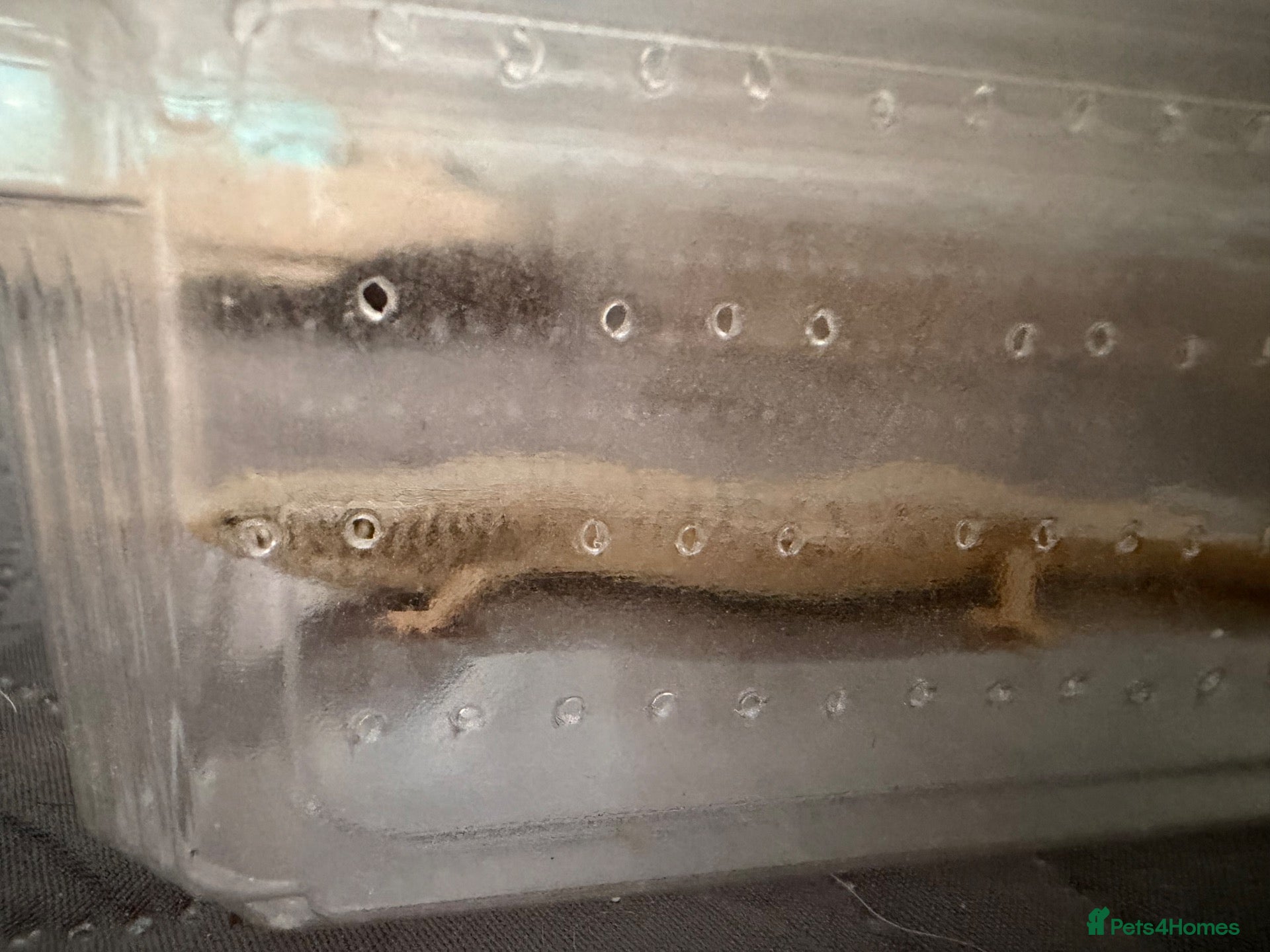 Skink reptiles Ocellated Skinks Looking for New Homes - Advert 1