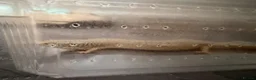 Skink reptiles for sale: Ocellated Skinks Looking for New Homes - Advert 1