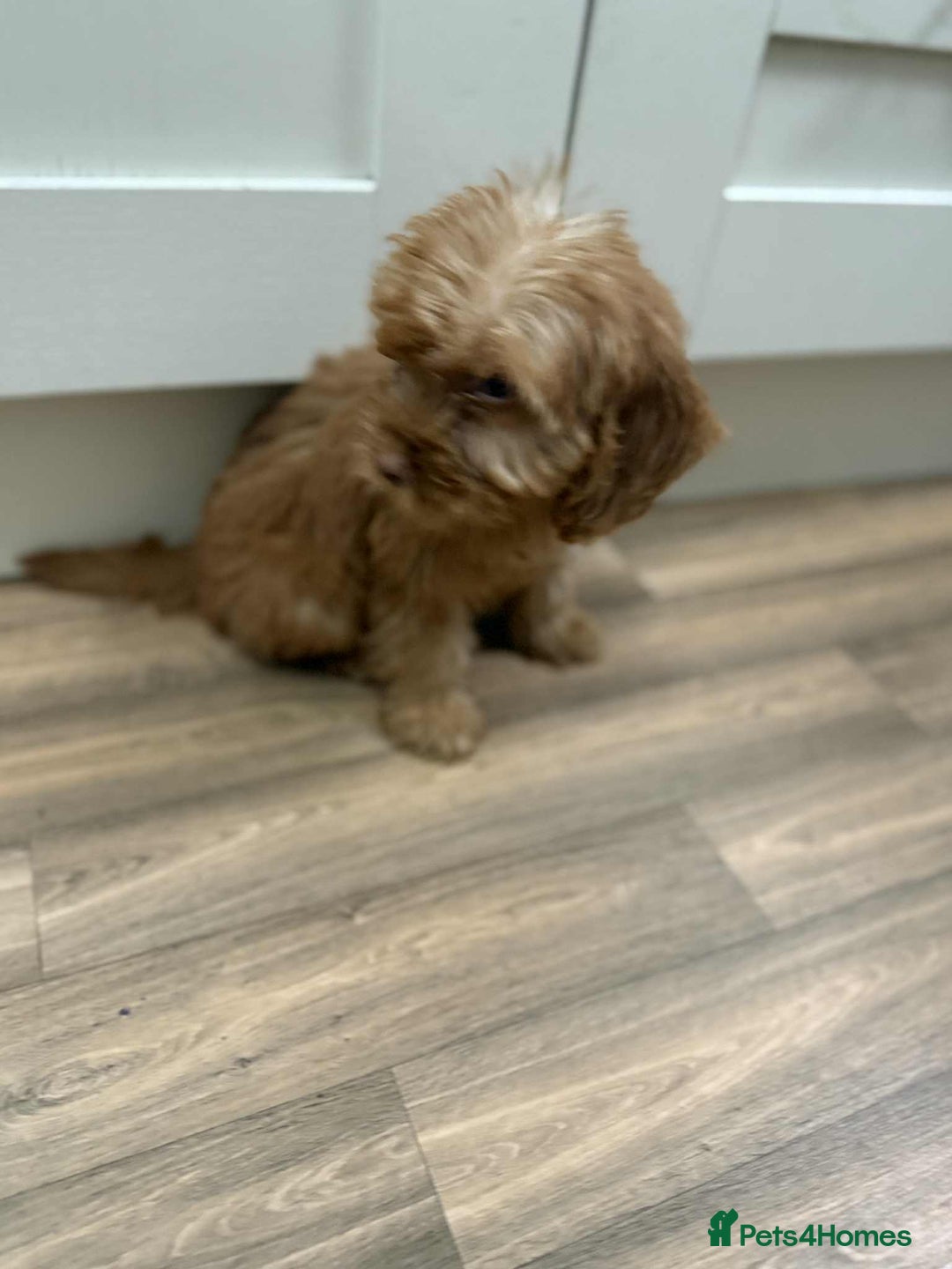 Cockapoo dogs for sale: Rehomed biscuits looking for 5*home - Image 2