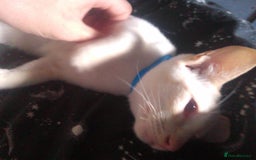 Siamese cats for sale: SIAMESE boy - Image 2