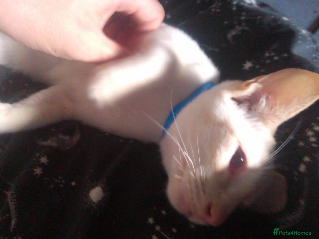 Siamese cats for sale: SIAMESE boy - Image 2