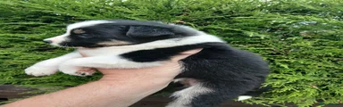 Border Collie 5