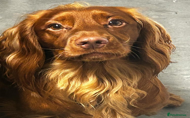 Cocker Spaniel dogs - Advert 1