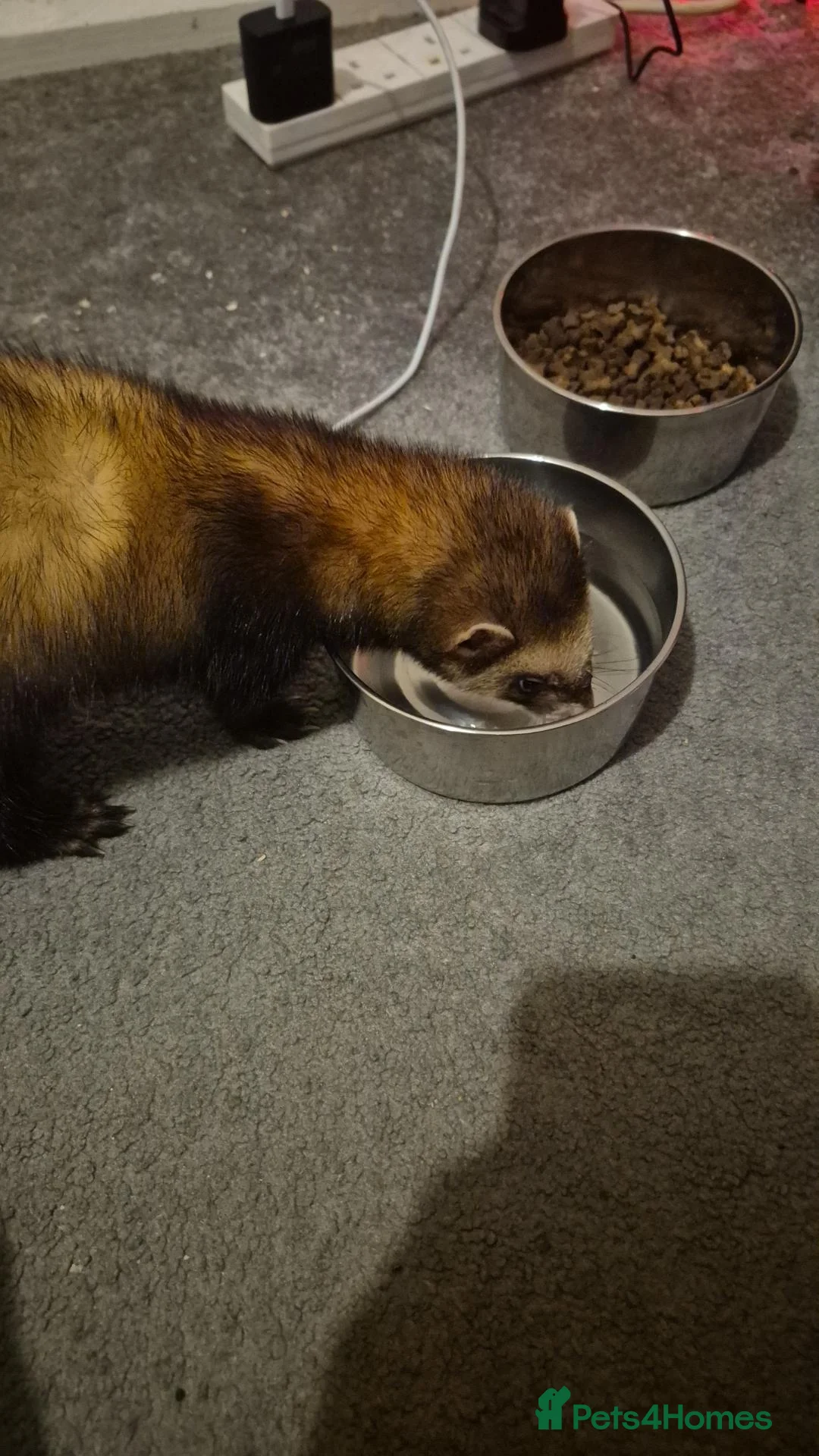 Ferret rodents for sale: 2 female ferrets in Colchester - Advert 2