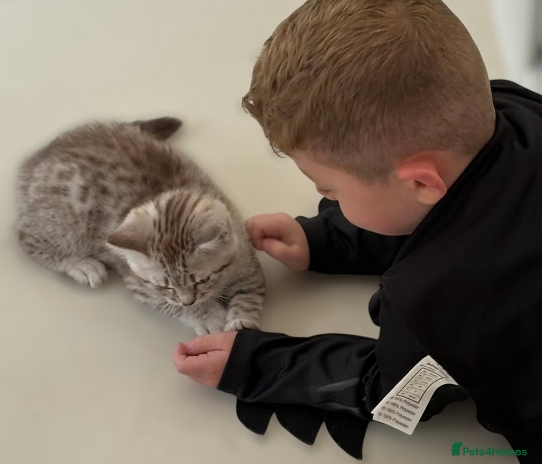 British Shorthair cats for sale: CHAMP Sire GCCF Pedigree BSH 2 Males 💙 Spotted  - Advert 6